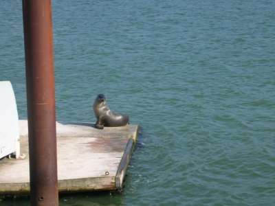 Seal on the Launching ramp